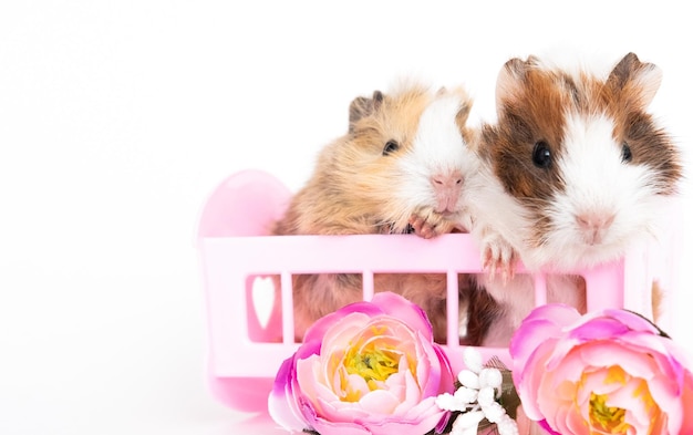 Guinea pigs baby sit in toy bed postcard cute funny guinea pigs isolated on white background