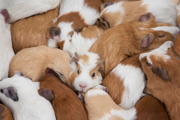 Guinea Pigs Cavia porcellus