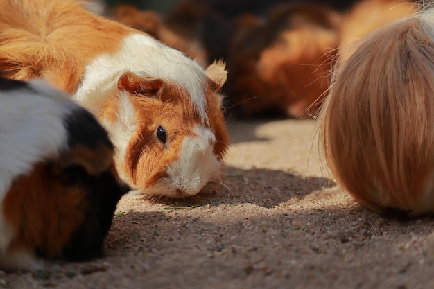 Guinea pigs eating on the ground