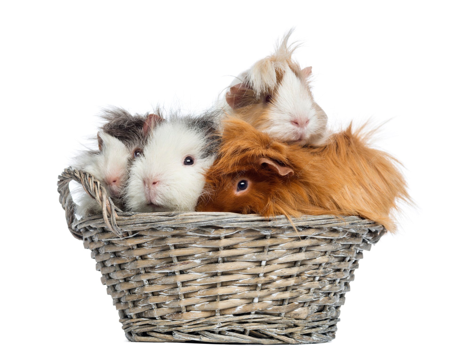 Premium Photo Guinea pigs piled up in a wicker basket, isolated on white