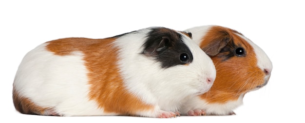 Guinea pigs on white isolated