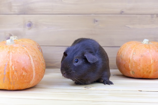 A Guinea rabbit sits on a table near orange pumpkins.