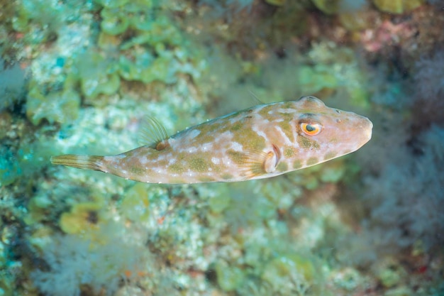 Foto il pesce palla della guinea sphoeroides marmoratus el hierro spagna