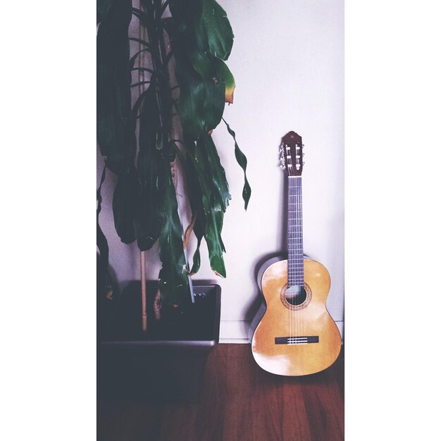 Photo guitar by plant at home