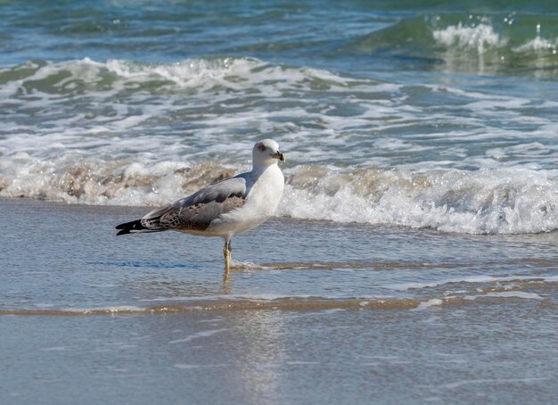 Gull at the beach