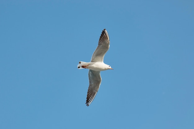 A gull bird flies in the sky close up