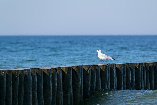 Foto gabbiano sul frangiflutti della sede