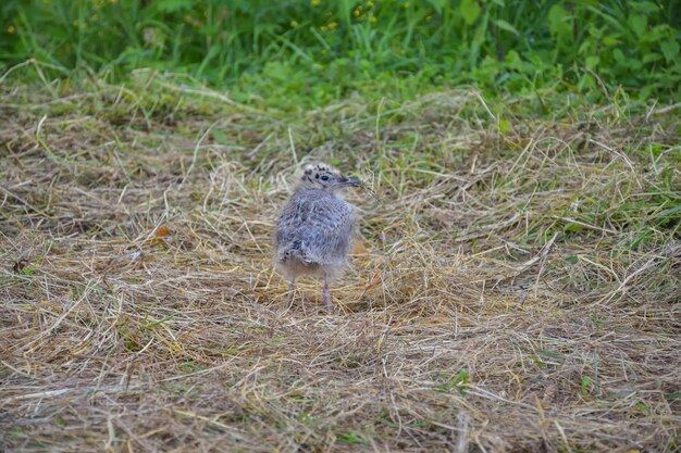 草のカモメのひよこのクローズアップでカモメのひよこ