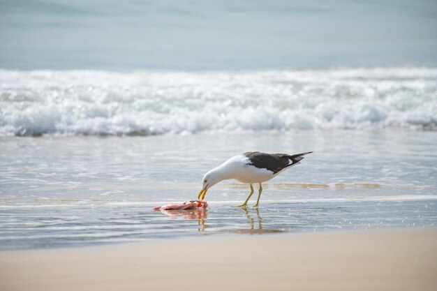 Foto gabbiano che mangia pesce sulla spiaggia di jurerê internacional florianópolis