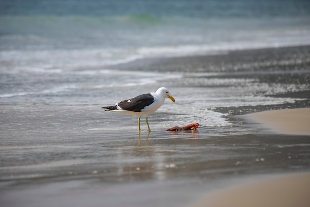 Gull eating fish on the beach of Jurerê Internacional Florianópolis