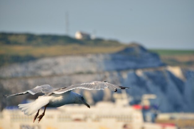 Gull in flight