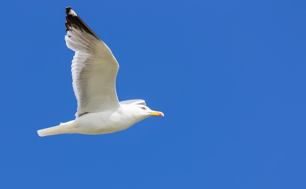 Gull flying in a blue sky