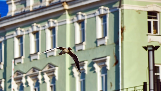 A gull is flying. Summer in Tomsk. Siberia