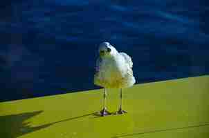 Photo gull looks askance