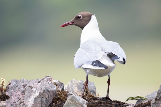 Gull reidora in freedom in its natural environment