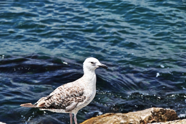 Gull. Seagull on the background of the calm sea. The seagull is standing on a large stone.