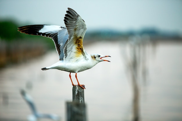 Gull stretch wings