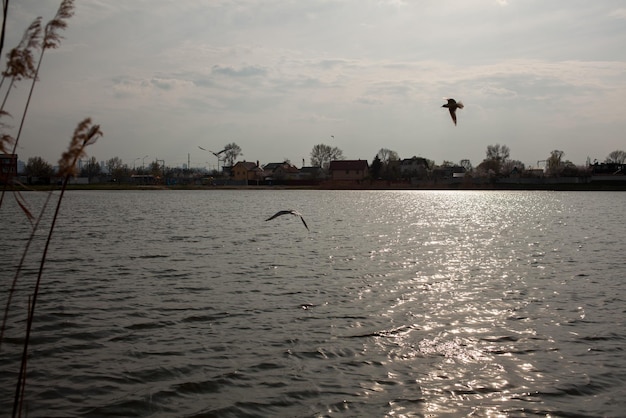 Чайки летают над озером Чайка летит над загородным парком Чайка летит над озером