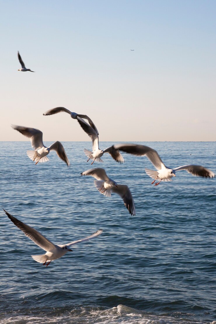 Gulls fly over the sea at dawn. White birds on the background of the sea and sky. The concept of freedom