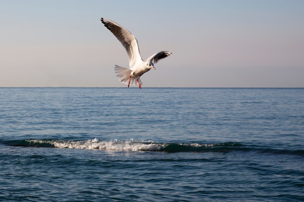 Gulls fly over the sea at dawn. White birds on the background of the sea and sky. The concept of freedom