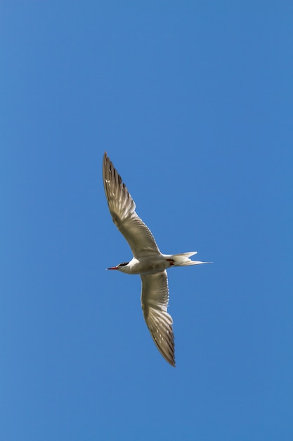 Gulls flying over the river. Volga delta.