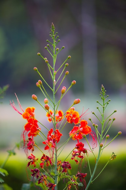 Gulmohar flower