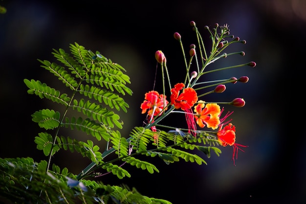 Gulmohar flower  