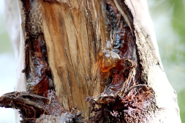 Gum on Neem Tree Almatti