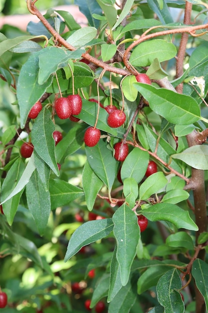 Gumi shrub with ripe berries in the garden