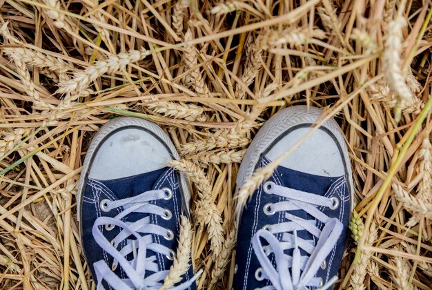 ための半靴と7月の小麦の自然の黄金の小穂