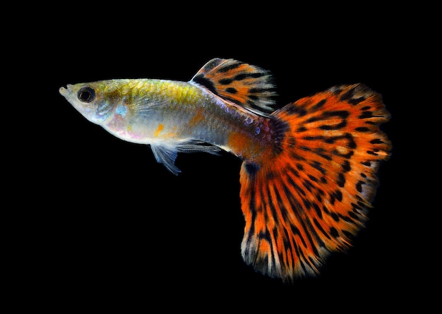 Guppy fish Isolated on Black space