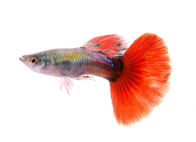 Guppy fish isolated on white background