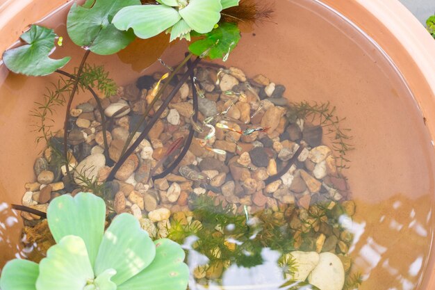 Photo guppy fish in the small lotus pond