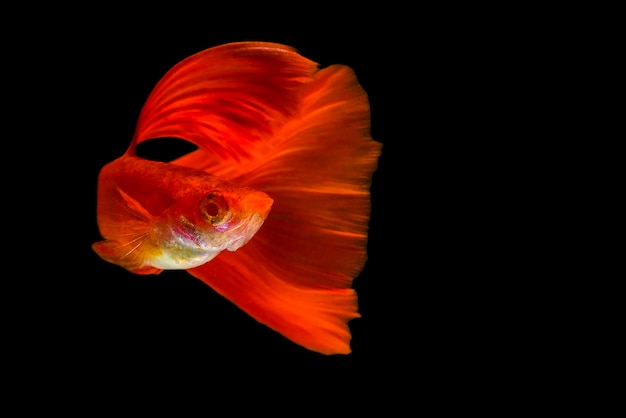 Foto un pesce guppy con un colore rosso brillante su uno sfondo nero isolato