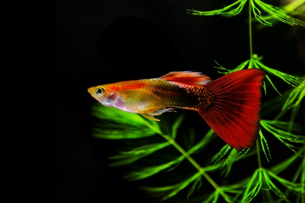 Foto guppy multi pesci colorati su uno sfondo nero con alghe verdi.