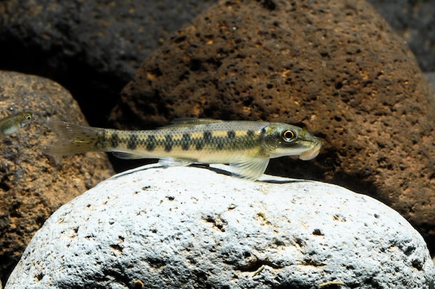 Pesce multicolore guppy