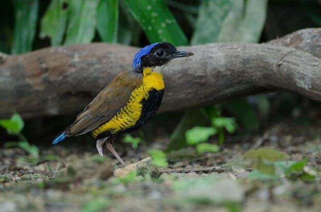 Gurney's Pitta in nature, Thailand