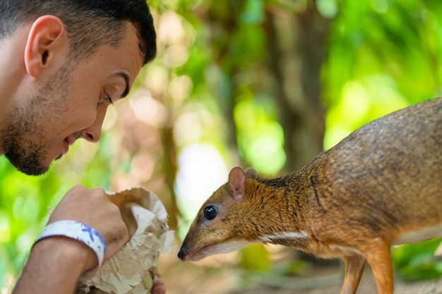 Il ragazzo dà da mangiare a kanchil dalle sue mani allo zoo.
