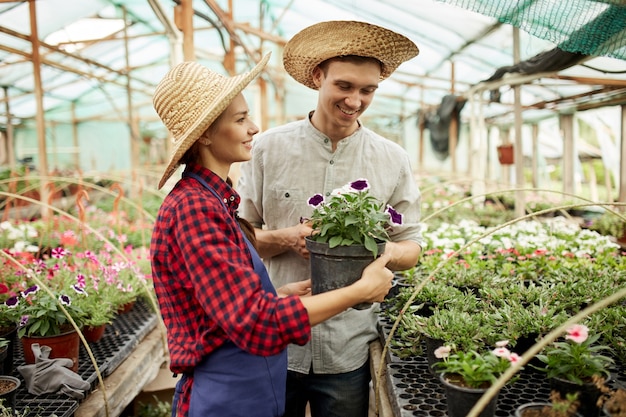 Guy and girl gardeners in a straw hats holds and looks at the pot with flower in greenhouse on a sunny day. .