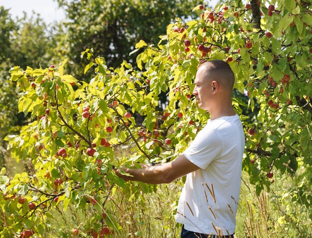 Guy oogstte rode appels in de tuin