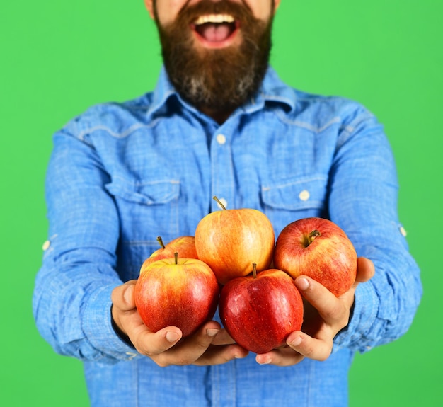 Foto guy presenteert oogst van eigen bodem. man met baard houdt rood fruit geïsoleerd op groene achtergrond. boer met _______ gezicht en handen vol verse appels. landbouw en herfst producten concept. / tuinieren