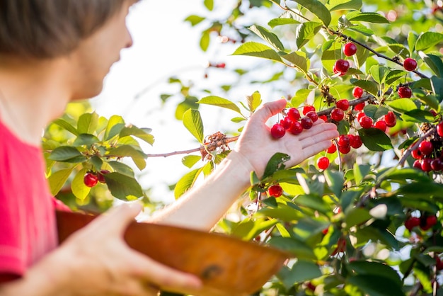 Foto guy strappa le ciliegie rosse mature dall'albero al cesto cherry harvest