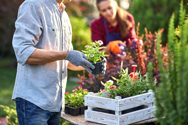 Guy-tuinman in tuinhandschoenen zet de potten met zaailingen in de witte houten kist op tafel en een meisje snoeit planten in de prachtige kwekerij op een zonnige dag. .