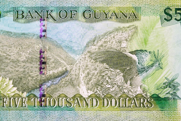 Photo guyana's rainforest and national bird from money