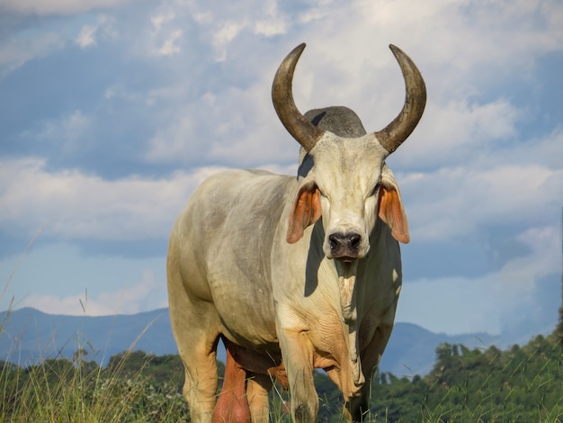 Бык гузера был первой породой крупного рогатого скота зебу, прибывшей в Бразилию. крупным планом.