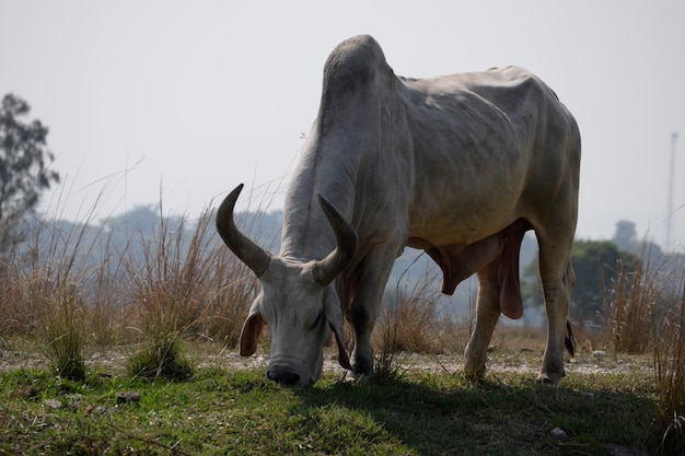 Guzera bull zebu breed raised in Brazil