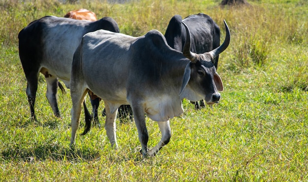 Bovini guzera al pascolo con altri animali