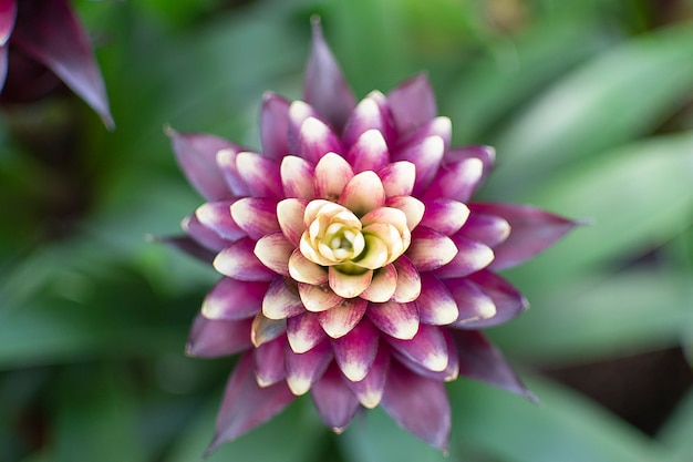 Guzmania Francesca. Spring flower.