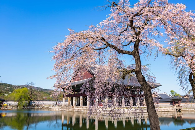 사진 한국 서울의 봄에 꽃이 피는 체리 나무와 함께 gyeongbokgung 궁전