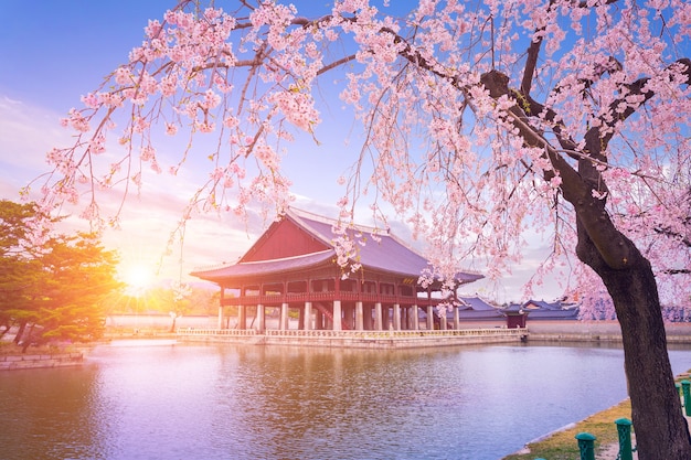 写真 韓国のソウル市の春の桜の木と景福宮